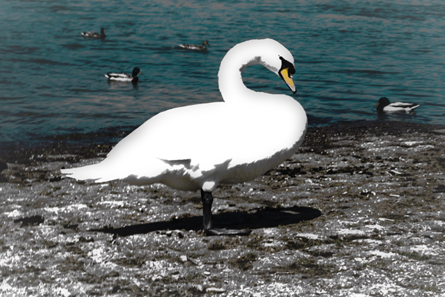 White Swan